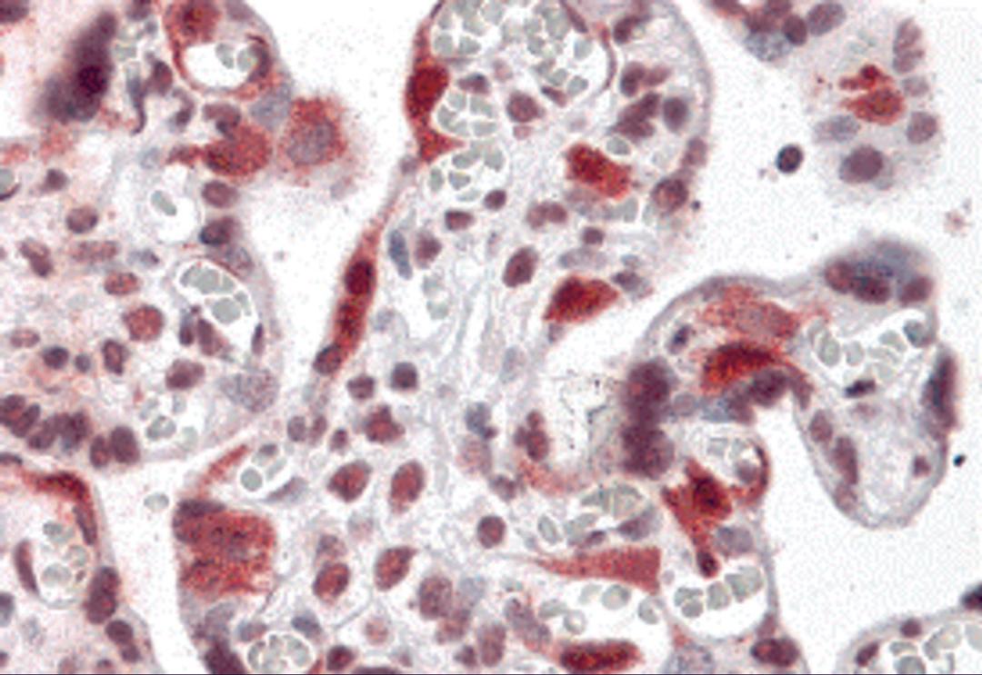 Immunohistochemistry of LZTS2 in human placenta tissue with LZTS2 antibody at 5 μg/mL.