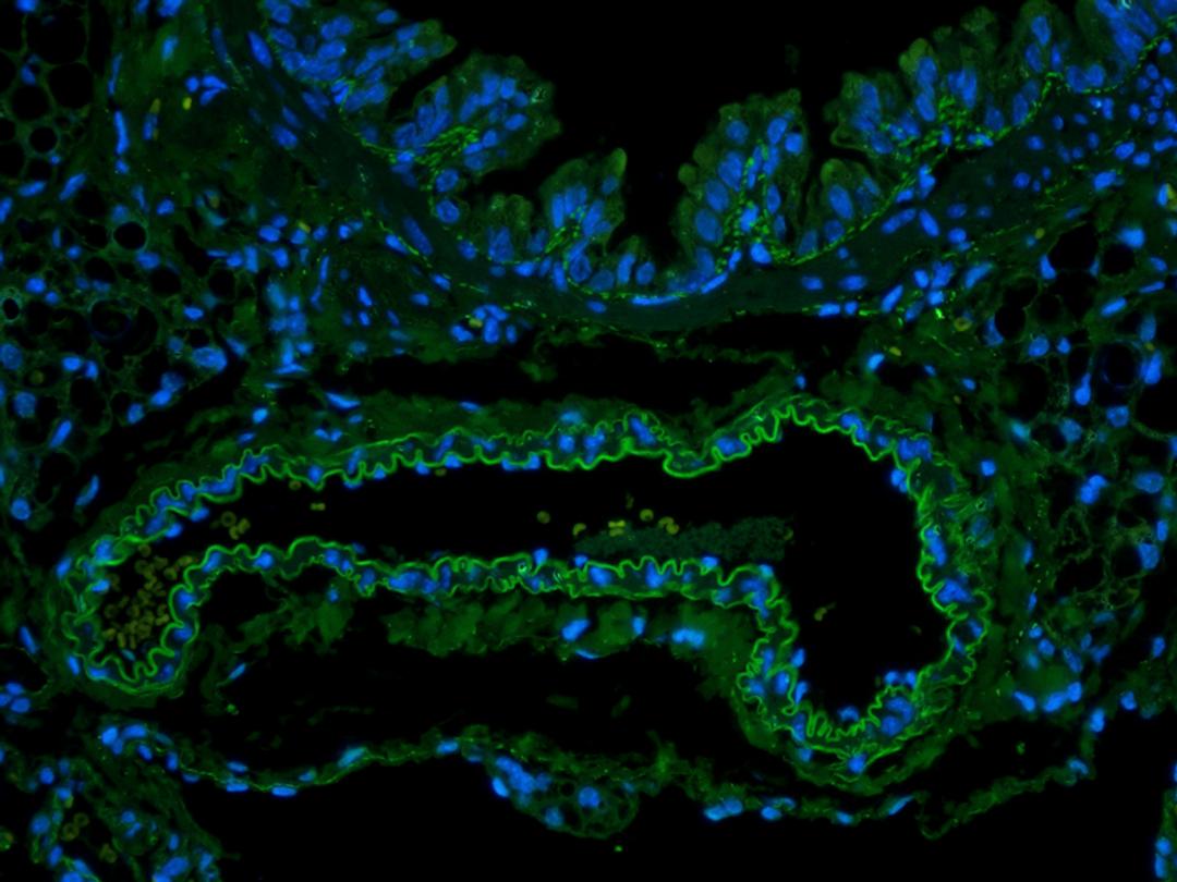 Immunofluorescence image of rat lung tissue using EpCAM antibody (FITC) (5 ug/ml)