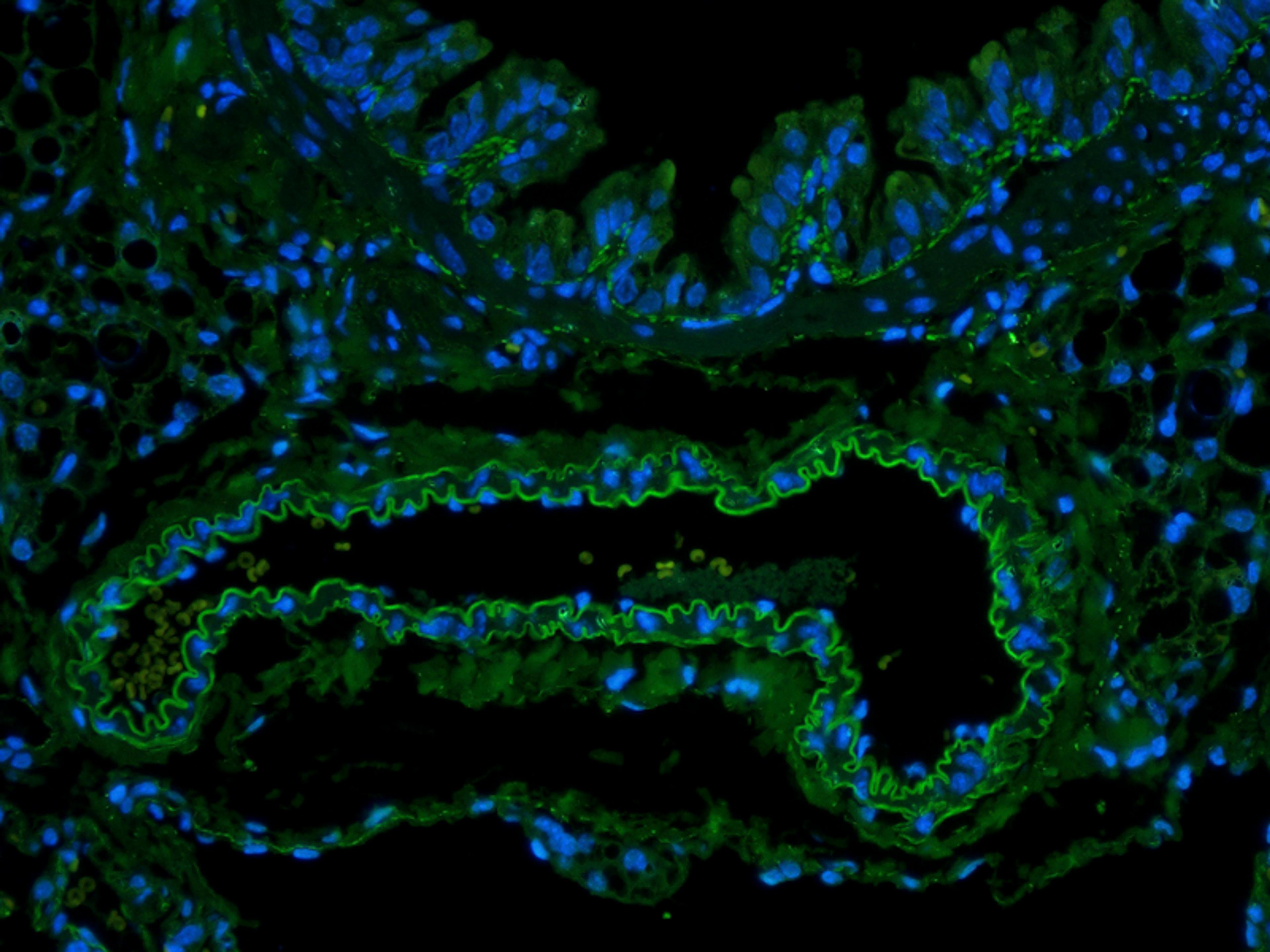 Immunofluorescence image of rat lung tissue using EpCAM antibody (FITC) (5 ug/ml)