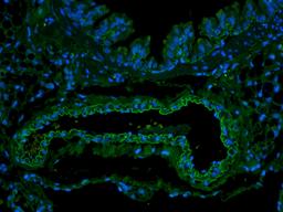 Immunofluorescence image of rat lung tissue using EpCAM antibody (FITC) (5 ug/ml)