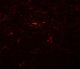 Immunocytochemistry/Immunofluorescence: NAT11 Antibody [NBP1-77095] - Immunofluorescence of NAT11 in mouse thymus tissue with NAT11 antibody at 20 ug/mL.