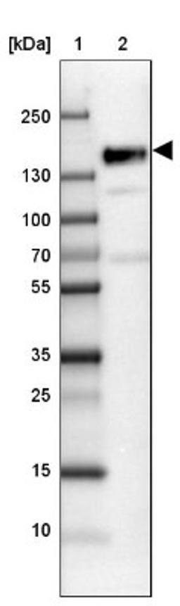 Western Blot: SRRM1 Antibody [NBP2-13381] - Lane 1: Marker [kDa] 250, 130, 100, 70, 55, 35, 25, 15, 10<br/>Lane 2: NTERA-2 High