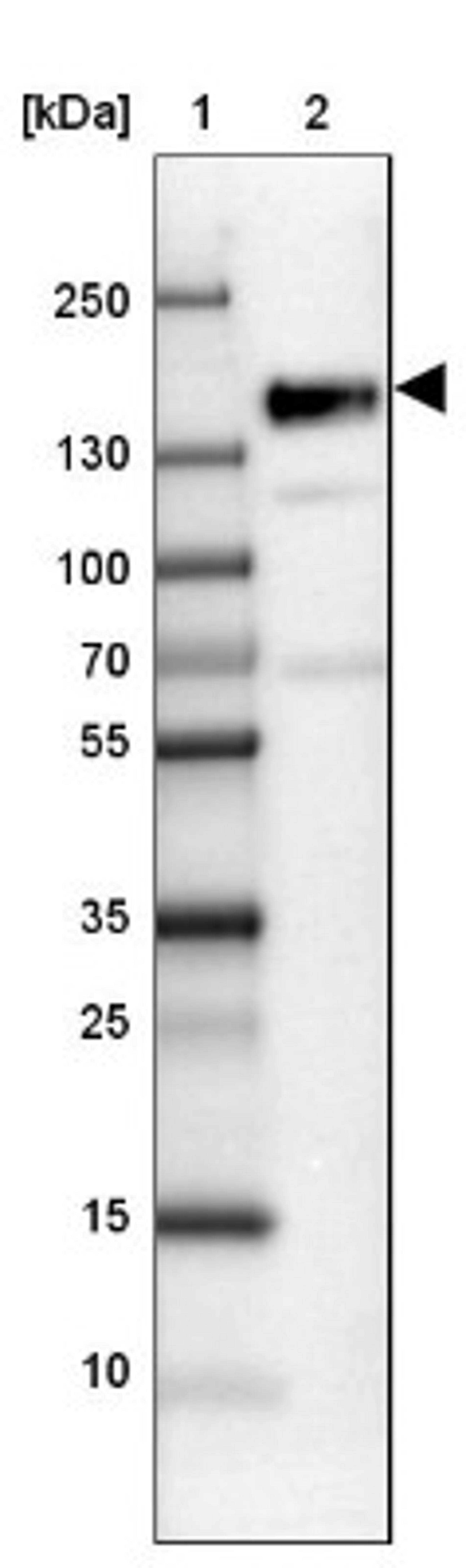 Western Blot: SRRM1 Antibody [NBP2-13381] - Lane 1: Marker [kDa] 250, 130, 100, 70, 55, 35, 25, 15, 10<br/>Lane 2: NTERA-2 High