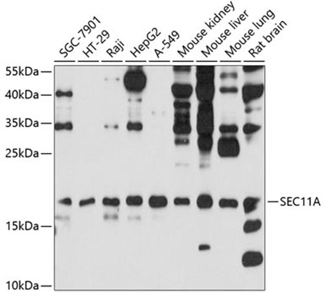 Western blot - SEC11A antibody (A10552)