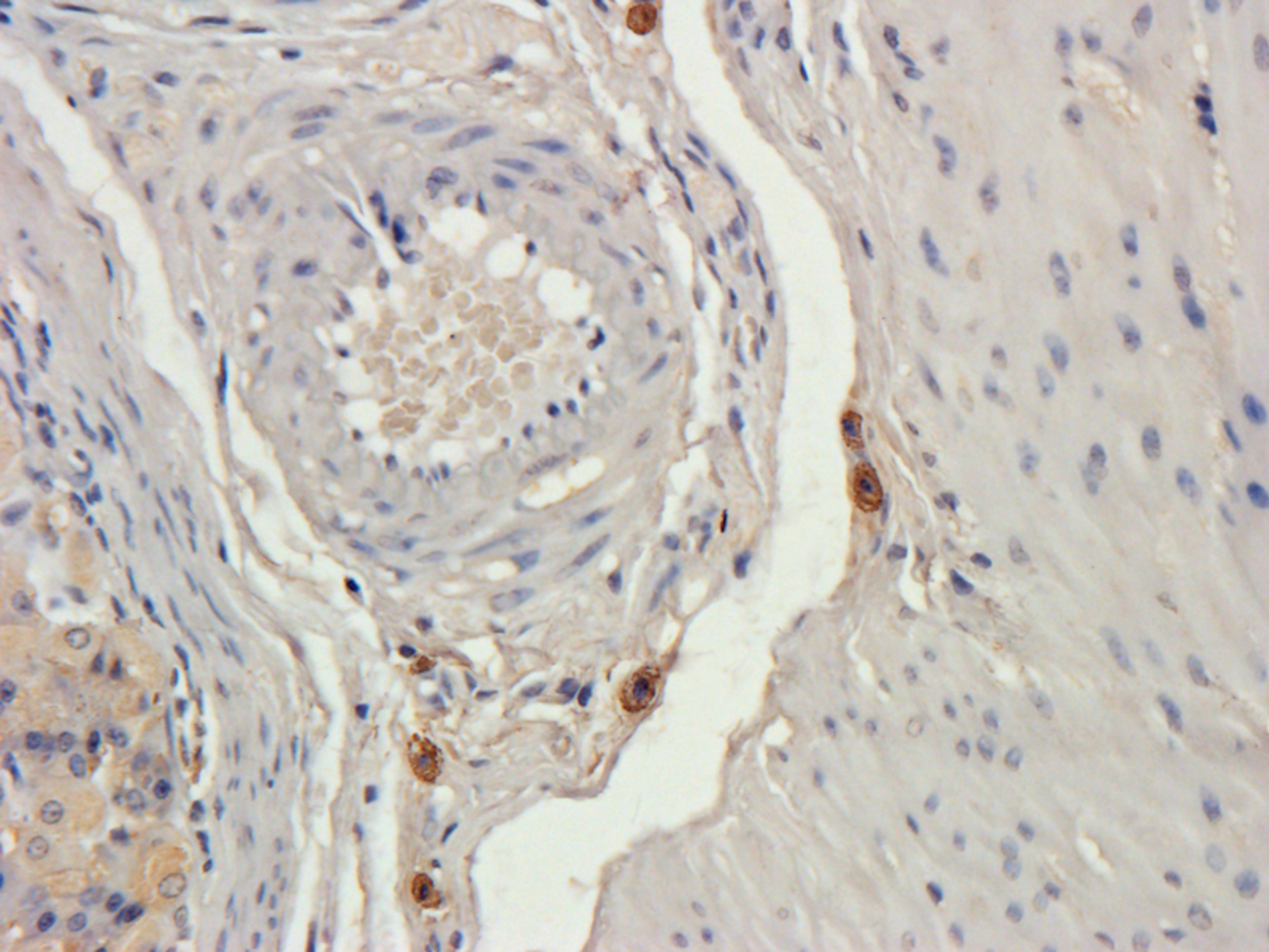 Immunohistochemical staining of rat stomach tissue using anti-Filaggrin (2.5 ug/ml)