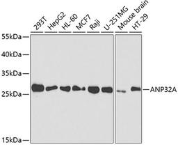 Western blot - ANP32A antibody (A5768)