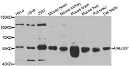 Western blot analysis of extracts of various cell lines using RAB3IP antibody