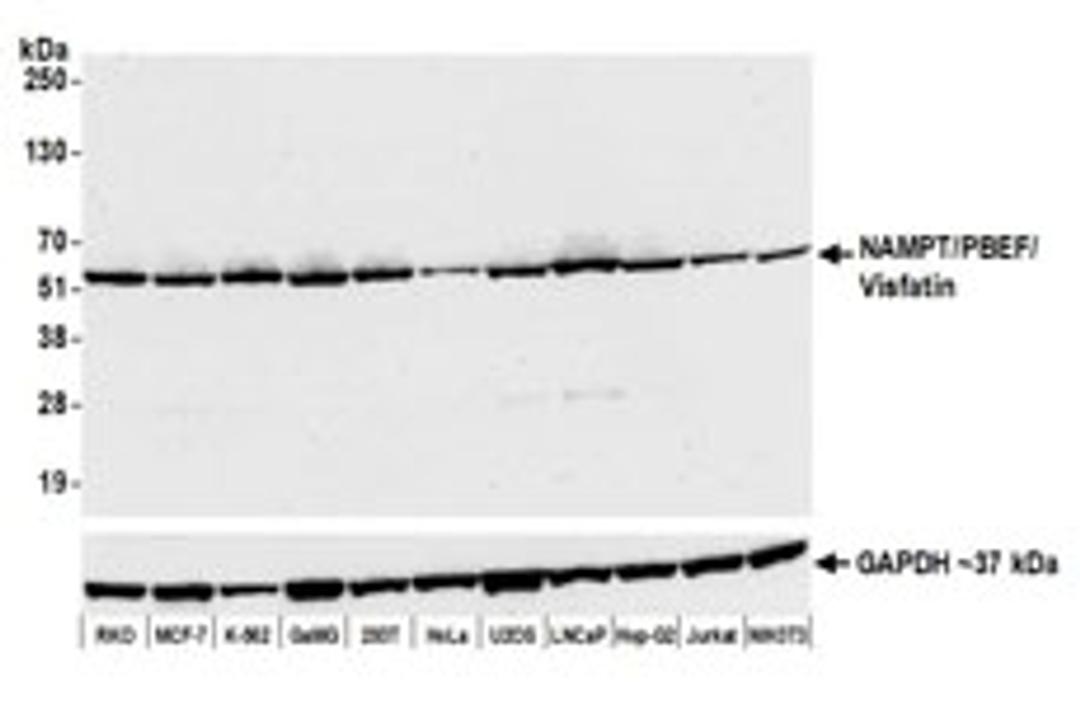 Detection of human and mouse NAMPT/PBEF/Visfatin by western blot.