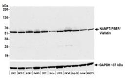 Detection of human and mouse NAMPT/PBEF/Visfatin by western blot.