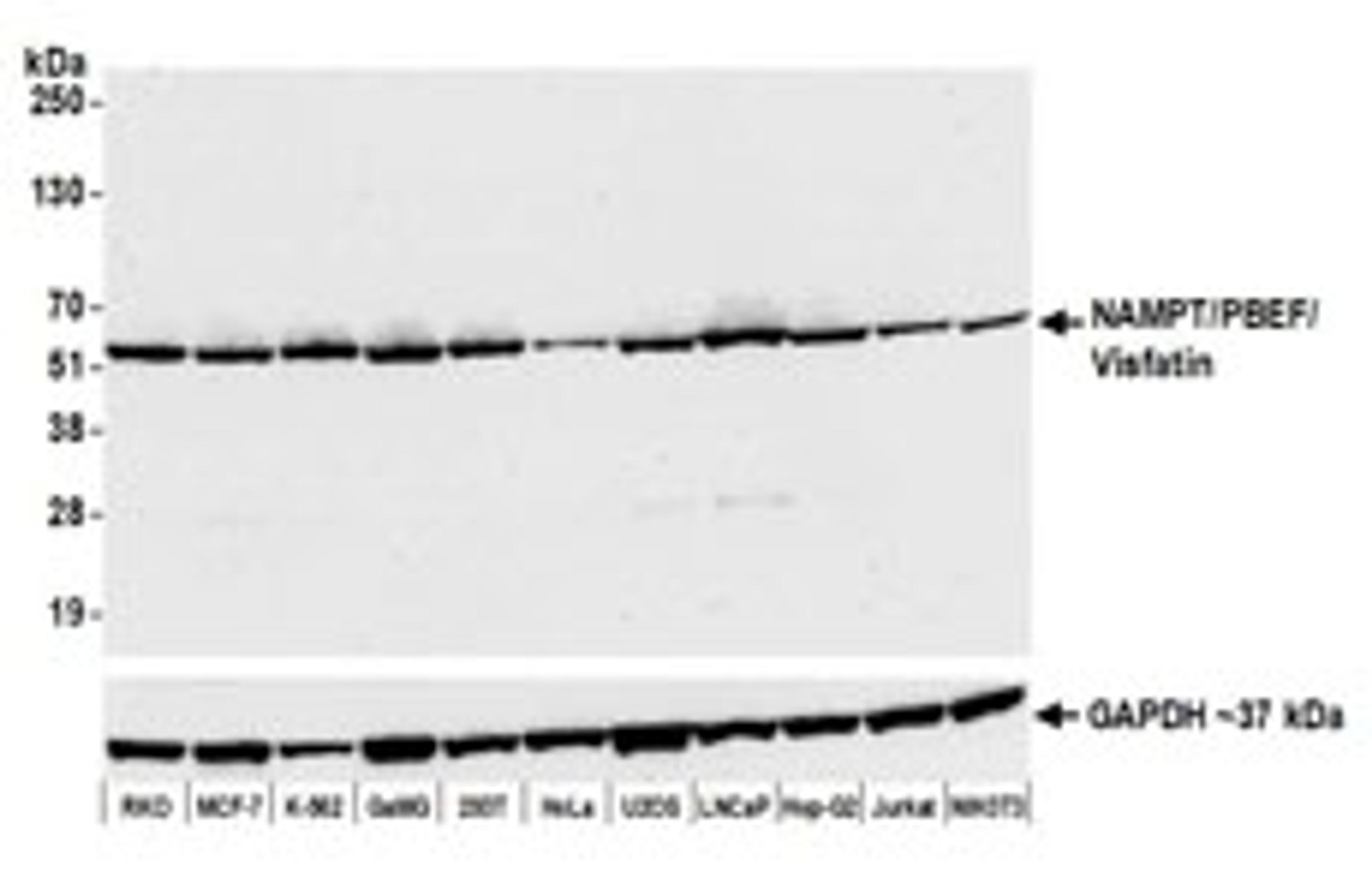 Detection of human and mouse NAMPT/PBEF/Visfatin by western blot.