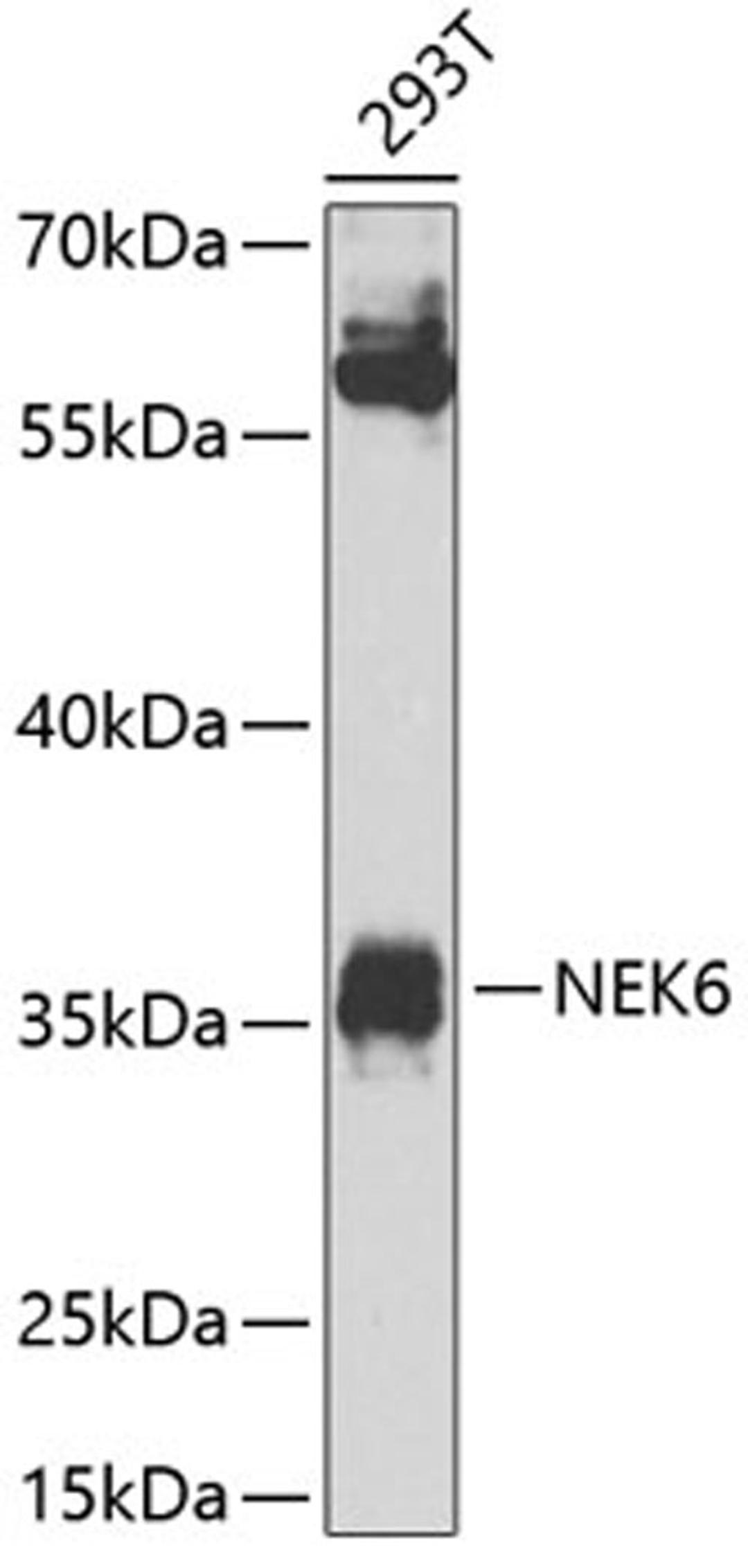 Western blot - NEK6 Antibody (A8481)