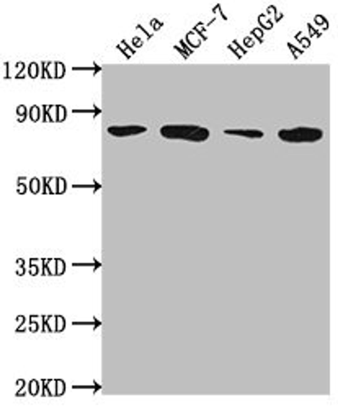 Western Blot. Positive WB detected in: Hela whole cell lysate, MCF-7 whole cell lysate, HepG2 whole cell lysate, A549 whole cell lysate. All lanes: GRHL1 antibody at 1:2000. Secondary. Goat polyclonal to rabbit IgG at 1/50000 dilution. Predicted band size: 71, 50, 58 kDa. Observed band size: 71 kDa. 