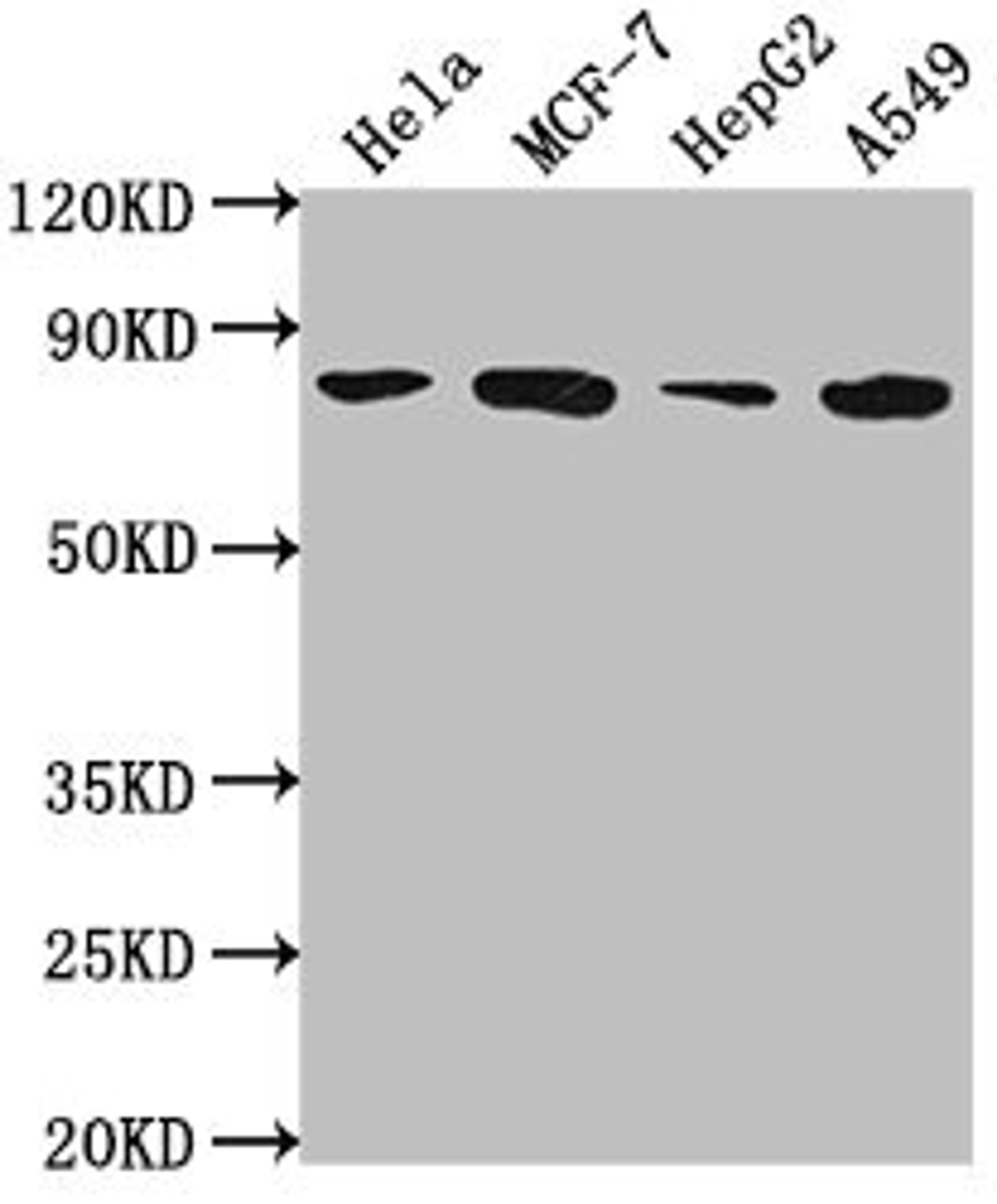 Western Blot. Positive WB detected in: Hela whole cell lysate, MCF-7 whole cell lysate, HepG2 whole cell lysate, A549 whole cell lysate. All lanes: GRHL1 antibody at 1:2000. Secondary. Goat polyclonal to rabbit IgG at 1/50000 dilution. Predicted band size: 71, 50, 58 kDa. Observed band size: 71 kDa. 