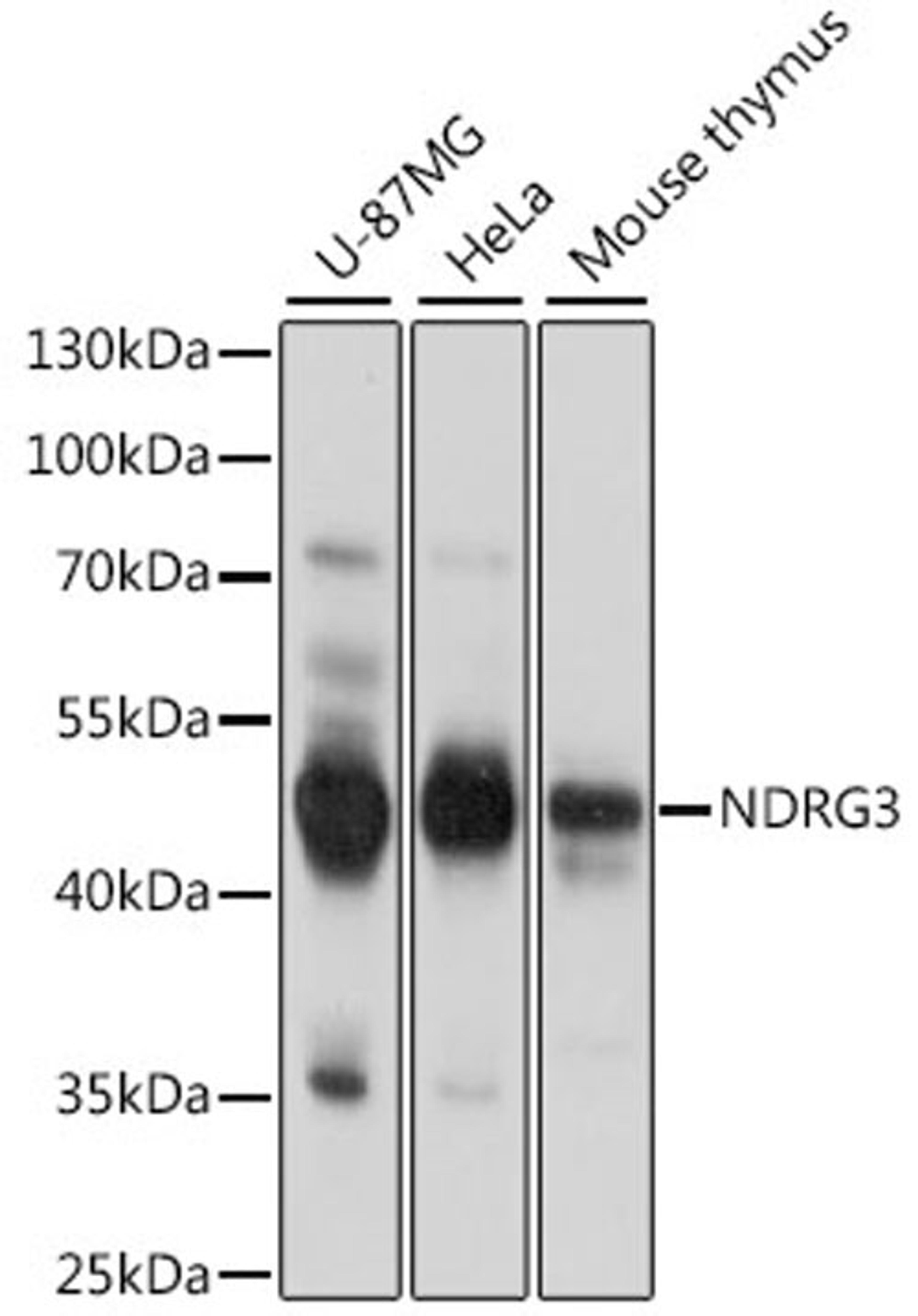 Western blot - NDRG3 antibody (A15876)