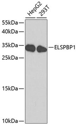 Western blot - ELSPBP1 antibody (A2151)