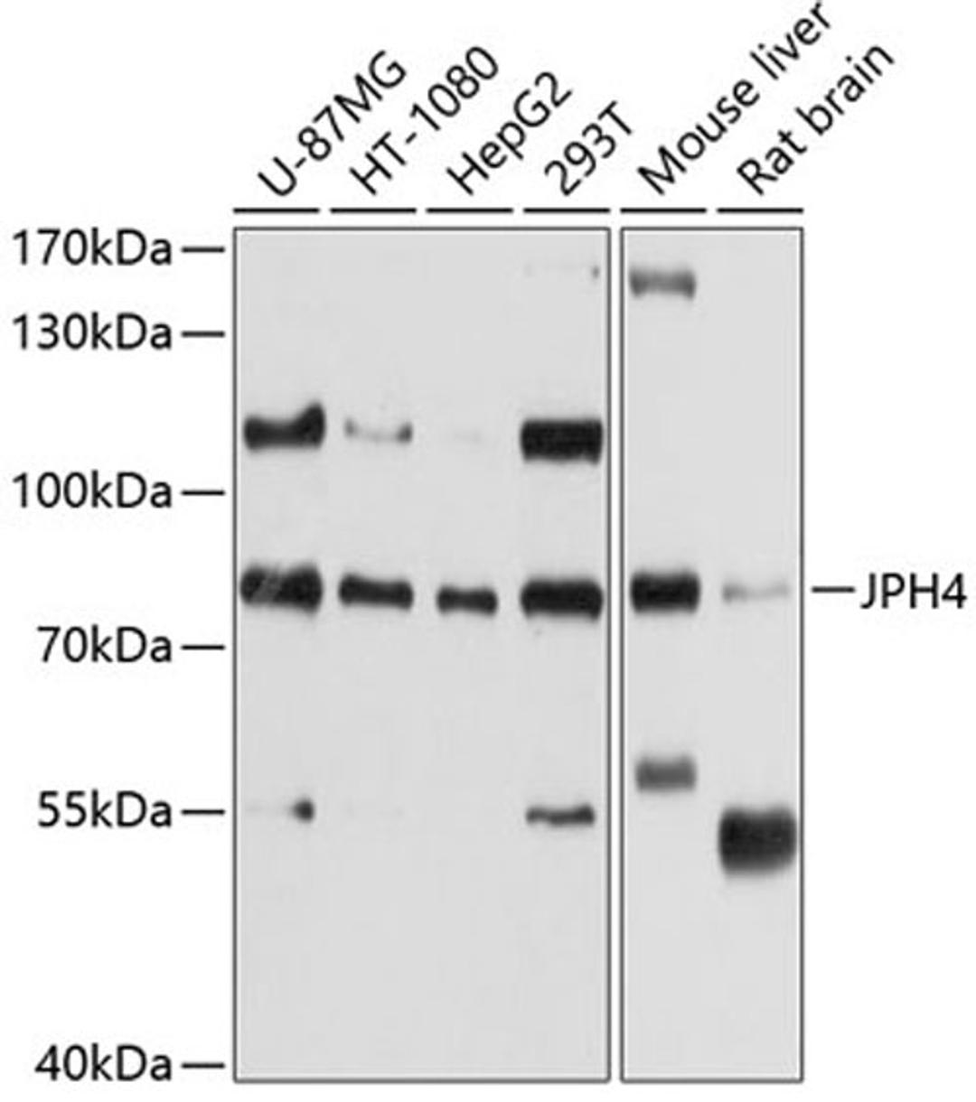 Western blot - JPH4 antibody (A10333)