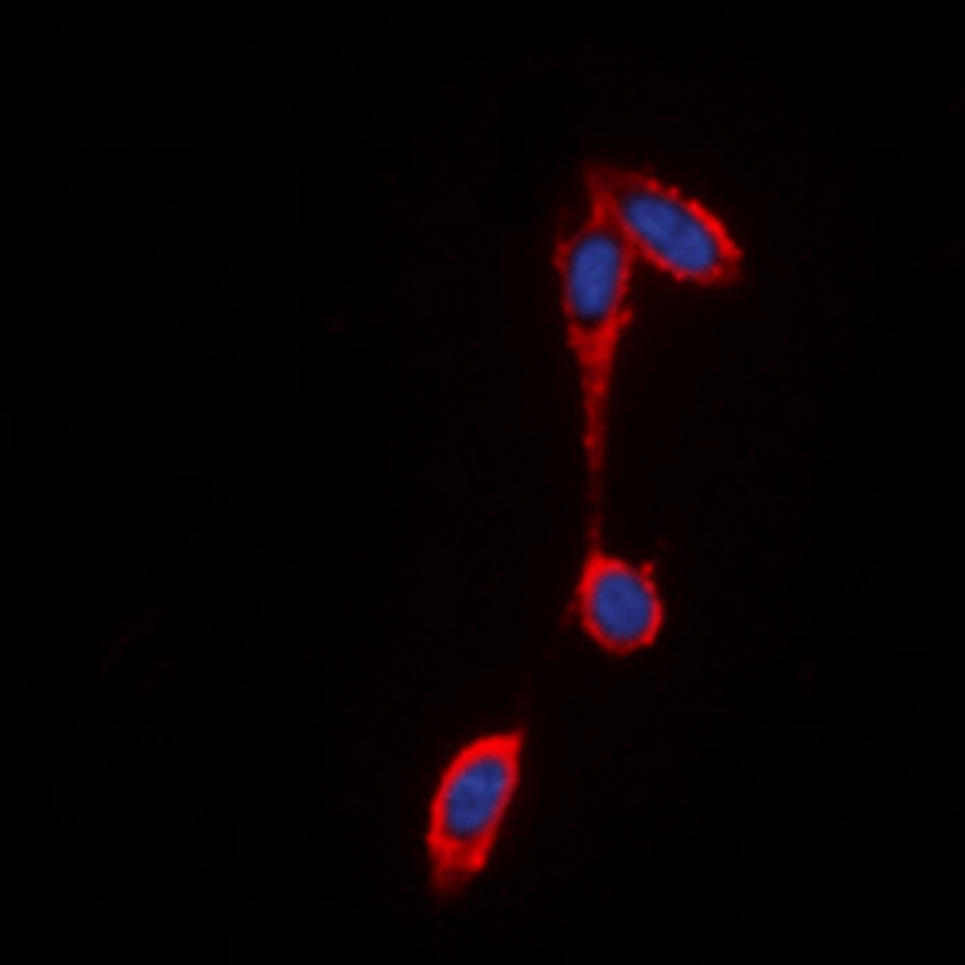 Immunofluorescence analysis of THP1 cells using FFAR2 antibody