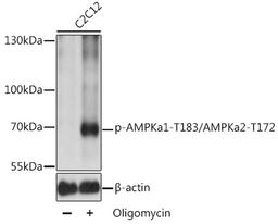 Western blot - Phospho-AMPKa1-T183/AMPKa2-T172 antibody (AP0432)