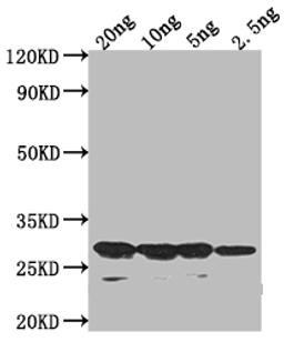 Western Blot. Positive WB detected in Recombinant protein. All lanes: sso7d antibody at 1:2000. Secondary. Goat polyclonal to rabbit IgG at 1/50000 dilution. Predicted band size: 23.1 kDa. Observed band size: 29 kDa. 