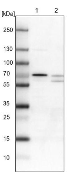 Western Blot: LRRC47 Antibody [NBP1-93597] - Lane 1: NIH-3T3 cell lysate (Mouse embryonic fibroblast cells)<br/>Lane 2: NBT-II cell lysate (Rat Wistar bladder tumour cells)