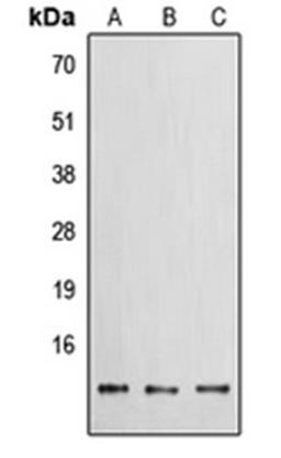 Western blot analysis of HEK293T (Lane 1), Raw264.7 (Lane 2), PC12 (Lane 3) whole cell lysates using PROK1 antibody