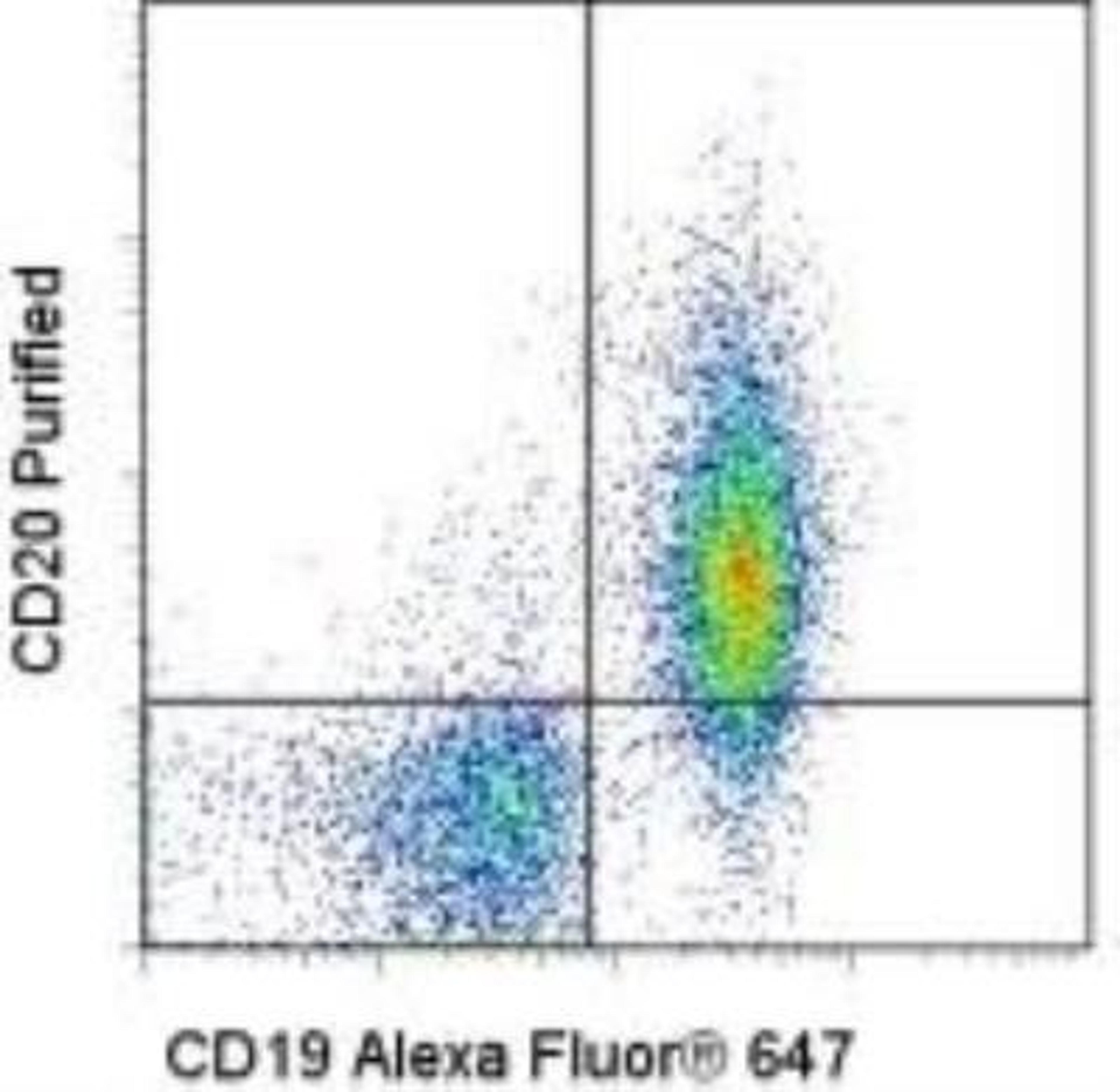 Flow Cytometry: MS4A1/CD20 Antibody (AISB12) [NBP1-43435] - Staining of BALB/c splenocytes with Anti-Mouse CD19 Alexa Fluor (R) 647 and 1.0 micrograms conjugated anti-Mouse CD20 Purified followed by Anti-Rat IgG PE. Quadrant lines represent Rat IgG2a isotype control staining levels and cells in the lymphocyte gate were used for analysis.