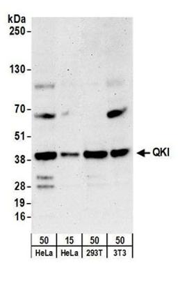 Detection of human and mouse QKI by western blot.