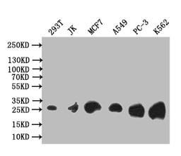 Western Blot. Positive WB detected in: 293T whole cell lysate, JK whole cell lysate, MCF7 whole cell lysate, A549 whole cell lysate, PC-3 whole cell lysate, K562 whole cell lysate. All lanes: Thymidine Kinase 1 antibody at 1:1000. Secondary. Goat polyclonal to rabbit IgG at 1/50000 dilution. Predicted band size: 26 kDa. Observed band size: 26 kDa. 