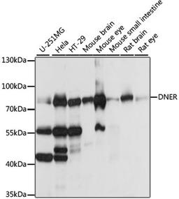 Western blot - DNER antibody (A15551)