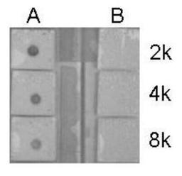 Dot Blot: Histone H4 Antibody [NBP2-16848] - Peptide samples (0.1 ug) were spotted onto positively charged nylon membrane and blotted with Histone H4 (acetyl Lys6, Lys9, Lys13, Lys17) antibody Histone H4 at different dilution as indicated. A: Peptide samples of Histone H4 (acetyl Lys6, Lys9, Lys13, Lys17). B: Peptide samples of Histone H4