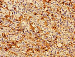 Immunohistochemistry of paraffin-embedded human adrenal gland tissue using CSB-PA00859A0Rb at dilution of 1:100
