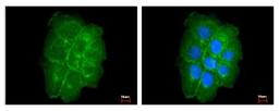 Immunocytochemistry/Immunofluorescence: Caveolin-2 Antibody [NBP1-31116] -  Sample: A431 cells were fixed in 4% paraformaldehyde at RT for 15 min. Green: CAV2 protein stained by Caveolin 2 antibody diluted at 1:200. Blue: Hoechst 33343 staining.