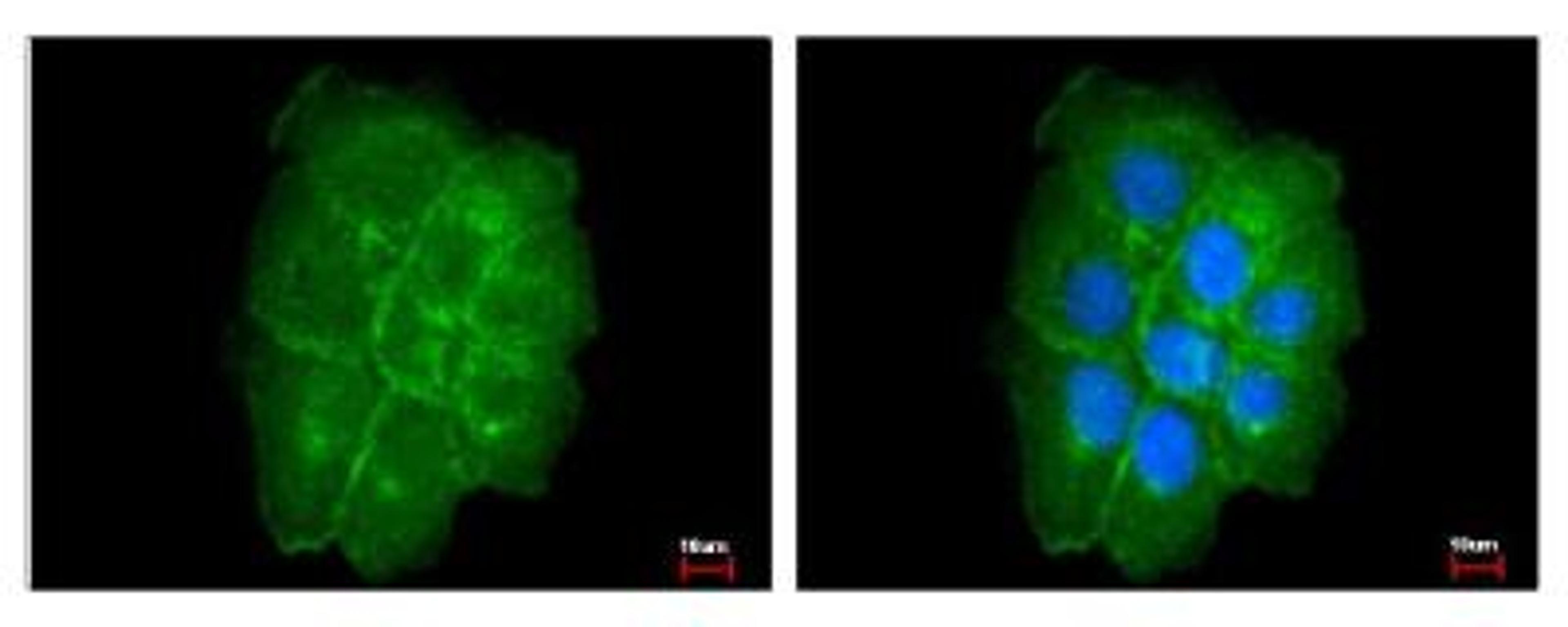 Immunocytochemistry/Immunofluorescence: Caveolin-2 Antibody [NBP1-31116] -  Sample: A431 cells were fixed in 4% paraformaldehyde at RT for 15 min. Green: CAV2 protein stained by Caveolin 2 antibody diluted at 1:200. Blue: Hoechst 33343 staining.