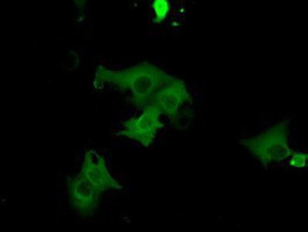 Immunocytochemistry/Immunofluorescence: cGK1/PRKG1 Antibody (9G4) [NBP2-02521] Staining of COS7 cells transiently transfected by pCMV6-ENTRY cGK1/PRKG1.