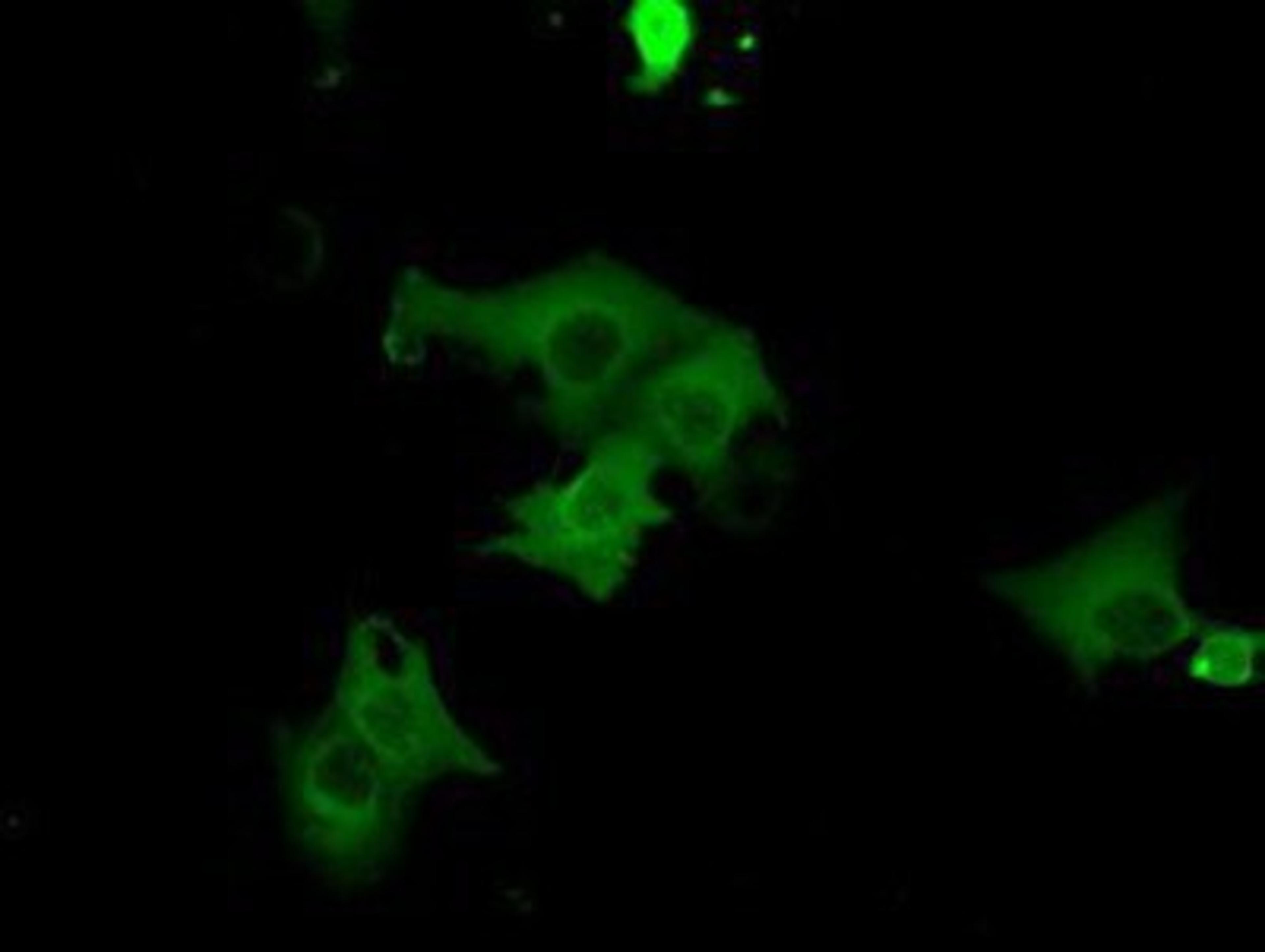 Immunocytochemistry/Immunofluorescence: cGK1/PRKG1 Antibody (9G4) [NBP2-02521] Staining of COS7 cells transiently transfected by pCMV6-ENTRY cGK1/PRKG1.