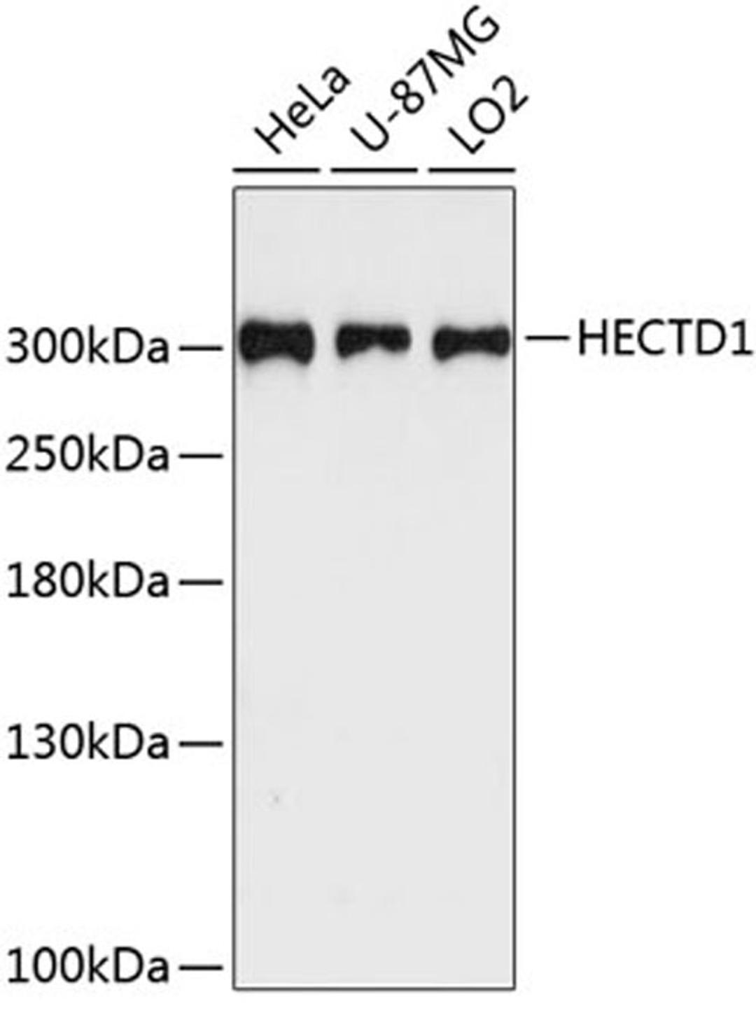 Western blot - HECTD1 antibody (A9433)