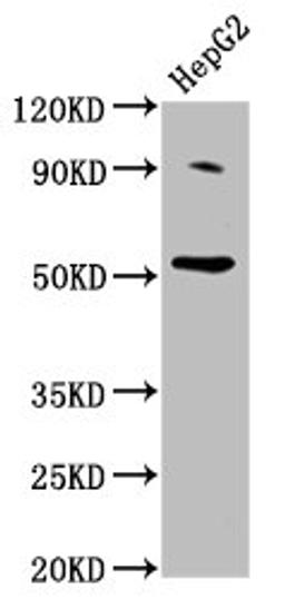 Western Blot. Positive WB detected in: HepG2 whole cell lysate. All lanes: U2AF2 antibody at 2ug/ml. Secondary. Goat polyclonal to rabbit IgG at 1/50000 dilution. Predicted band size: 54 kDa. Observed band size: 54 kDa.