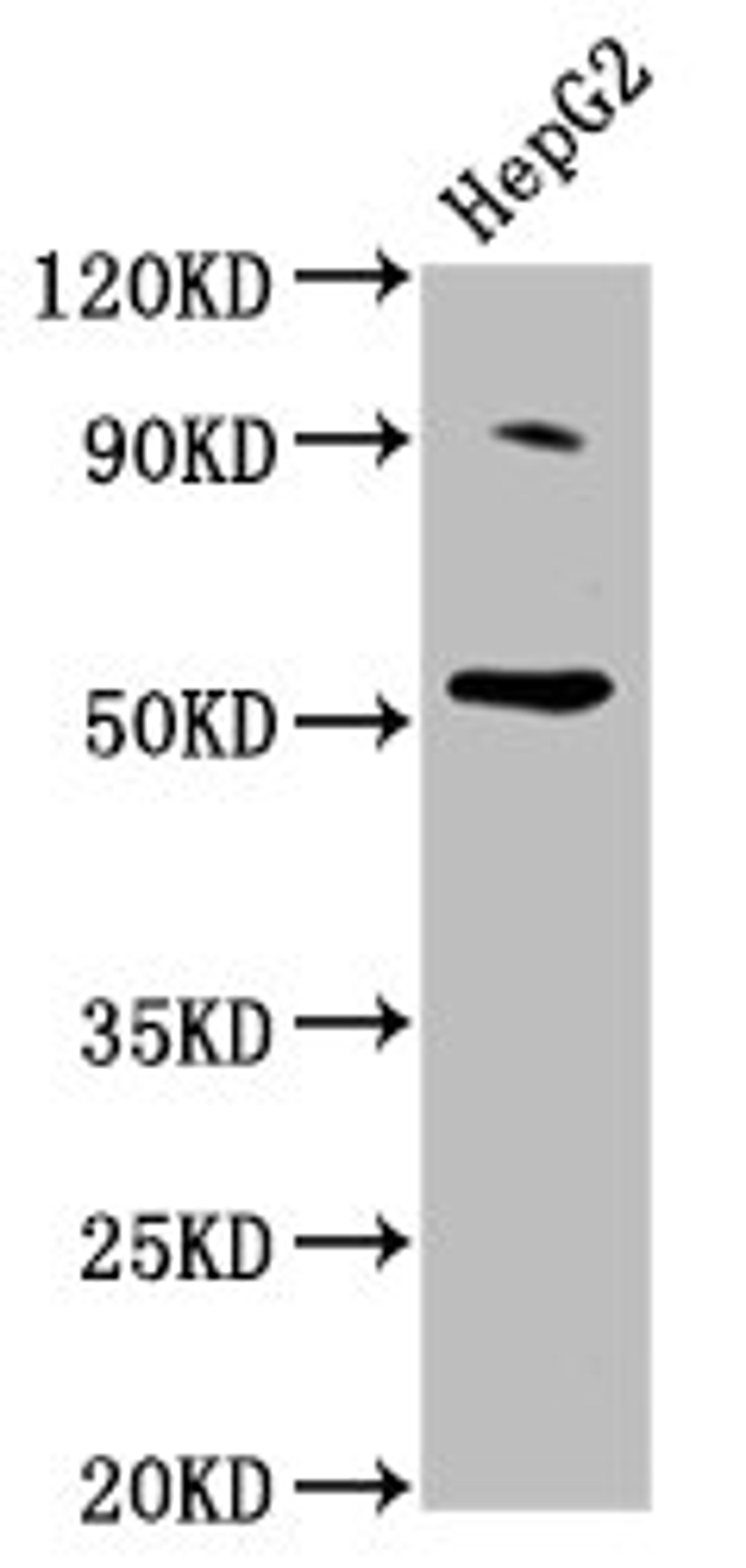 Western Blot. Positive WB detected in: HepG2 whole cell lysate. All lanes: U2AF2 antibody at 2ug/ml. Secondary. Goat polyclonal to rabbit IgG at 1/50000 dilution. Predicted band size: 54 kDa. Observed band size: 54 kDa.
