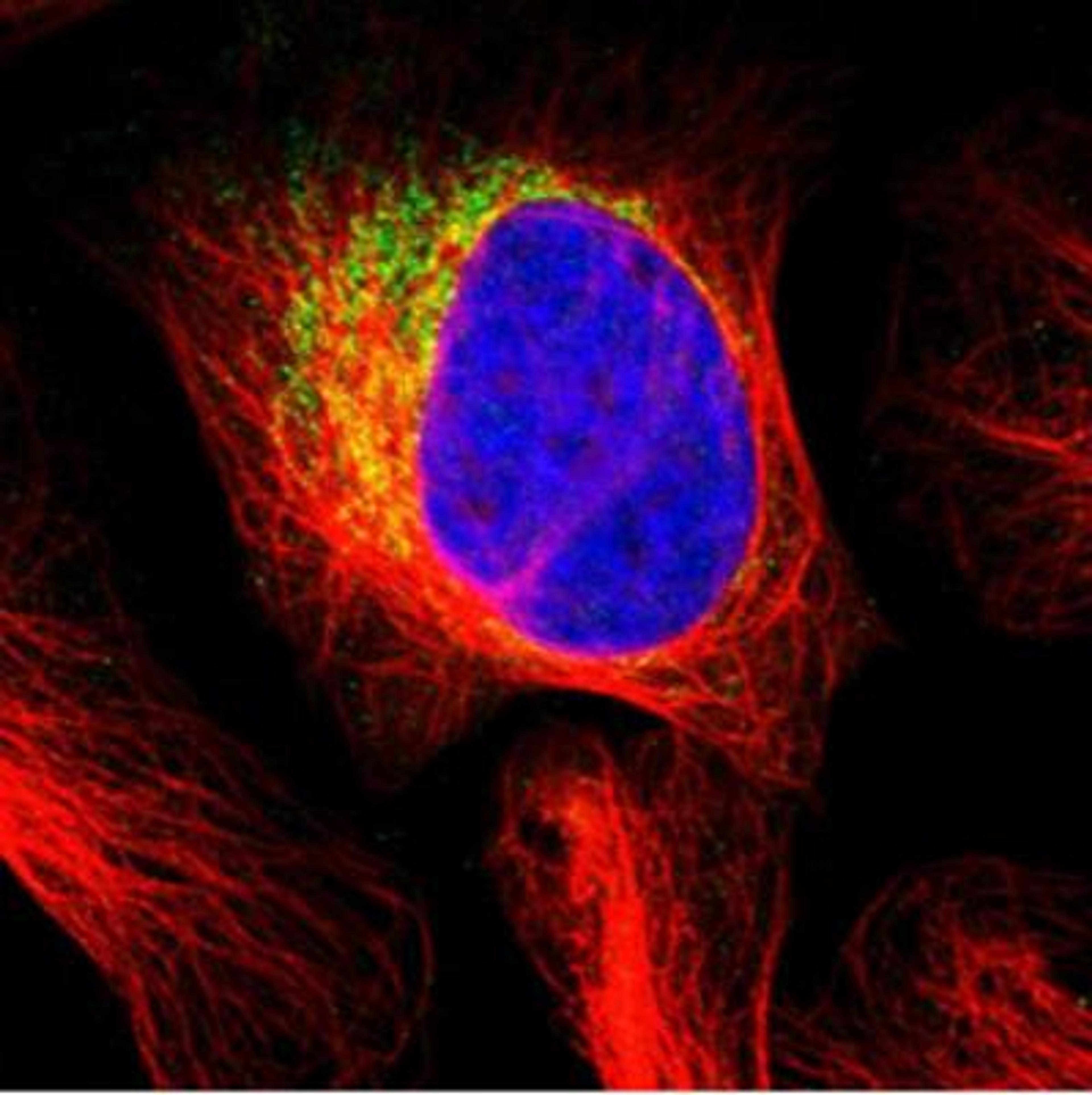 Immunocytochemistry/Immunofluorescence: CCDC109A Antibody [NBP1-88534] - Staining of human cell line U-2 OS shows positivity in mitochondria. Antibody staining is shown in green.