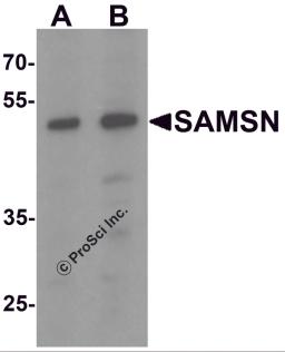 Western blot analysis of SAMSN in Hela cell lysate with SAMSN antibody at (A) 0.5 and (B) 1 &#956;g/mL.