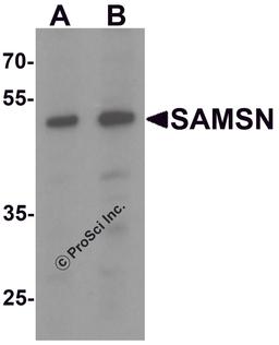 Western blot analysis of SAMSN in Hela cell lysate with SAMSN antibody at (A) 0.5 and (B) 1 μg/mL.