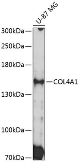 Western blot - COL4A1 Antibody (A10710)