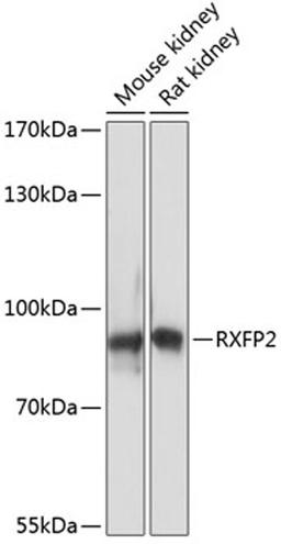 Western blot - RXFP2 antibody (A14301)