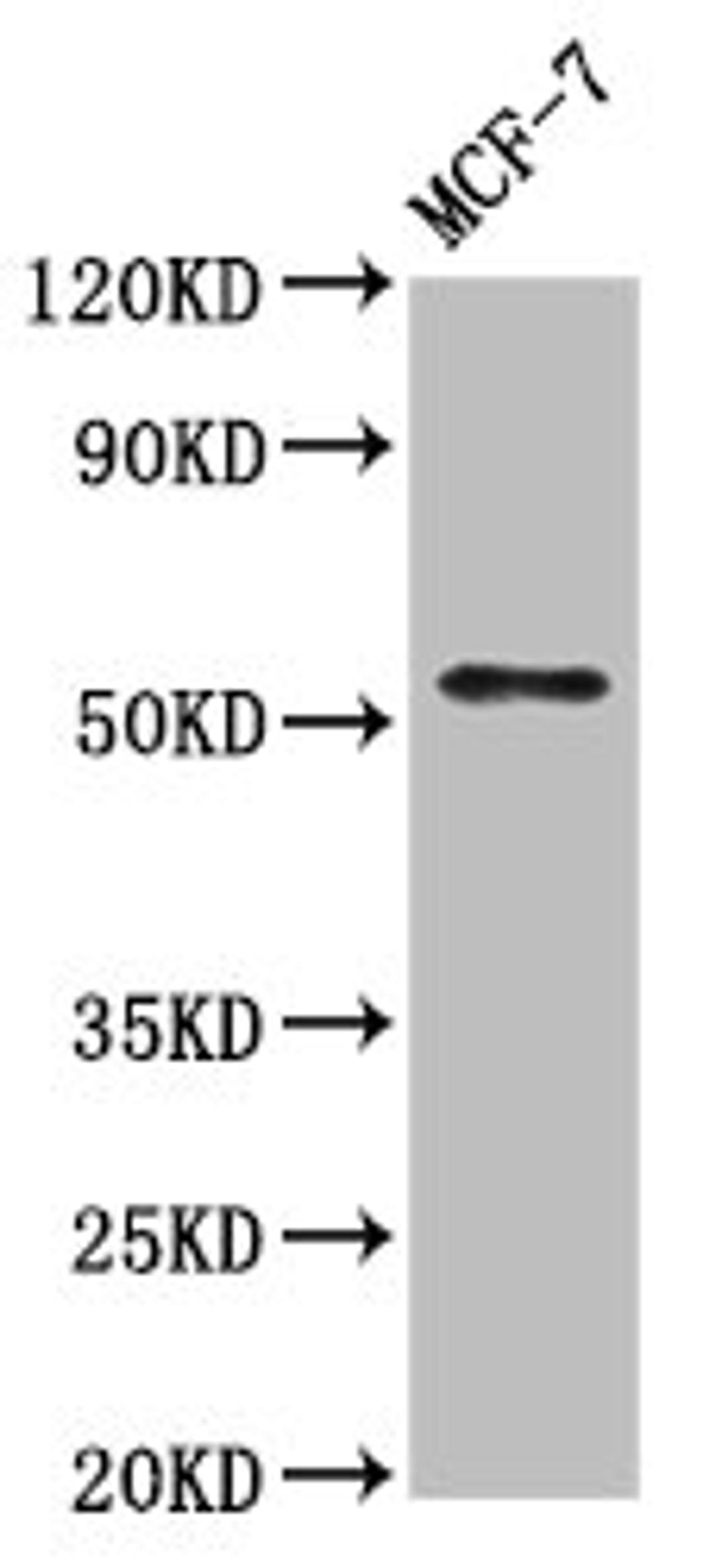 Western Blot. Positive WB detected in: MCF-7 whole cell lysate. All lanes: WASF3 antibody at 7µg/ml. Secondary. Goat polyclonal to rabbit IgG at 1/50000 dilution. Predicted band size: 56 kDa. Observed band size: 56 kDa
