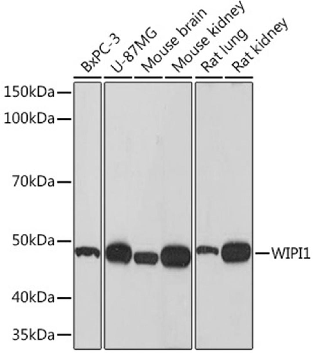 Western blot - WIPI1 Rabbit mAb (A9600)