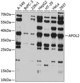 Western blot - APOL2 antibody (A12202)