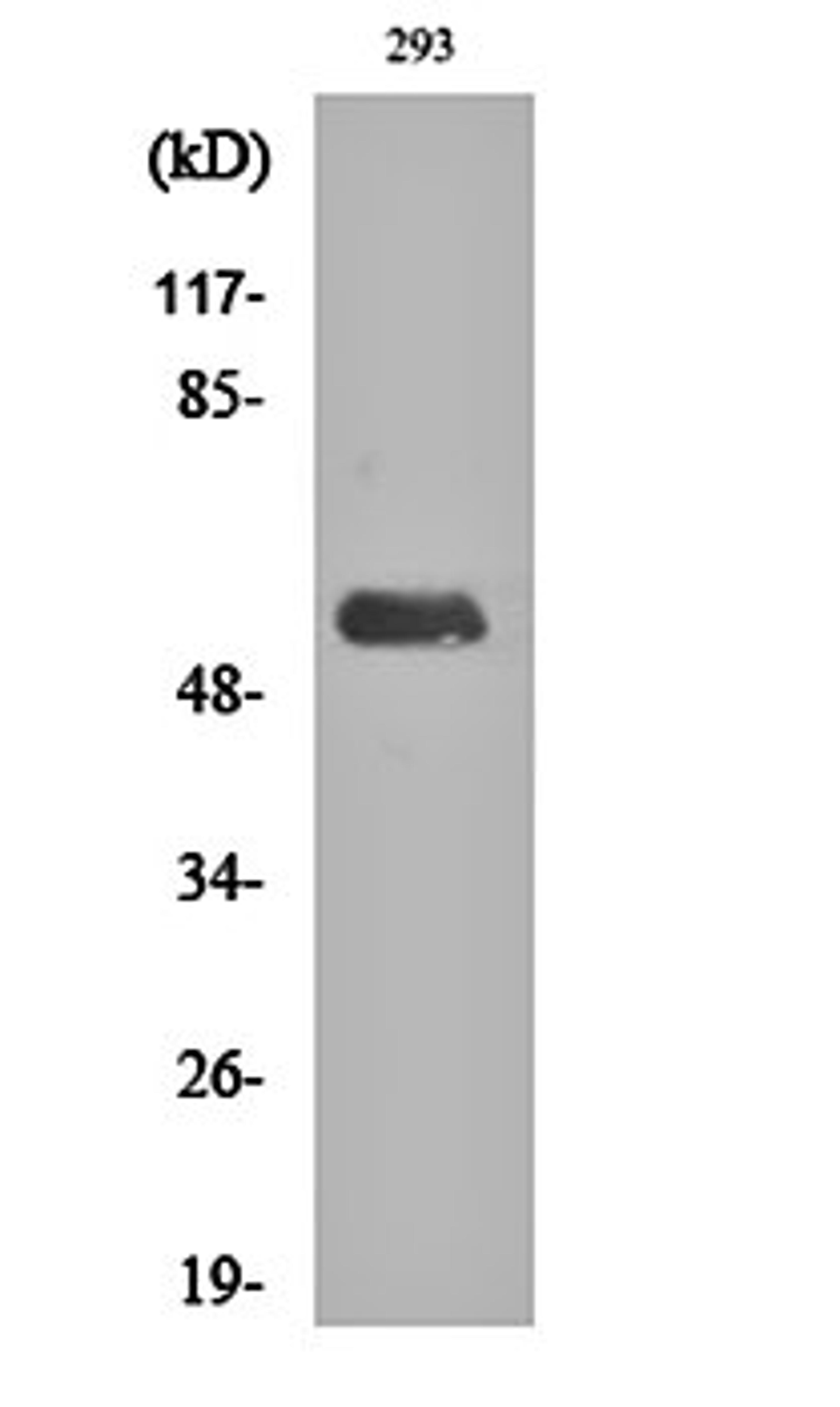 Western blot analysis of 293 cell lysates using DNA pol lambda antibody