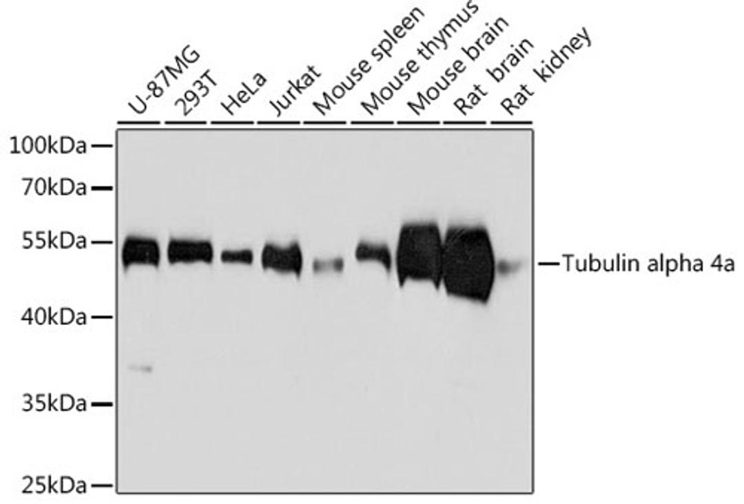 Western blot - alpha Tubulin antibody (AC012)