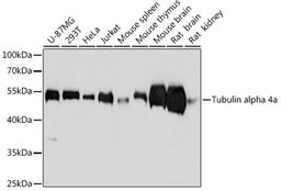 Western blot - alpha Tubulin antibody (AC012)