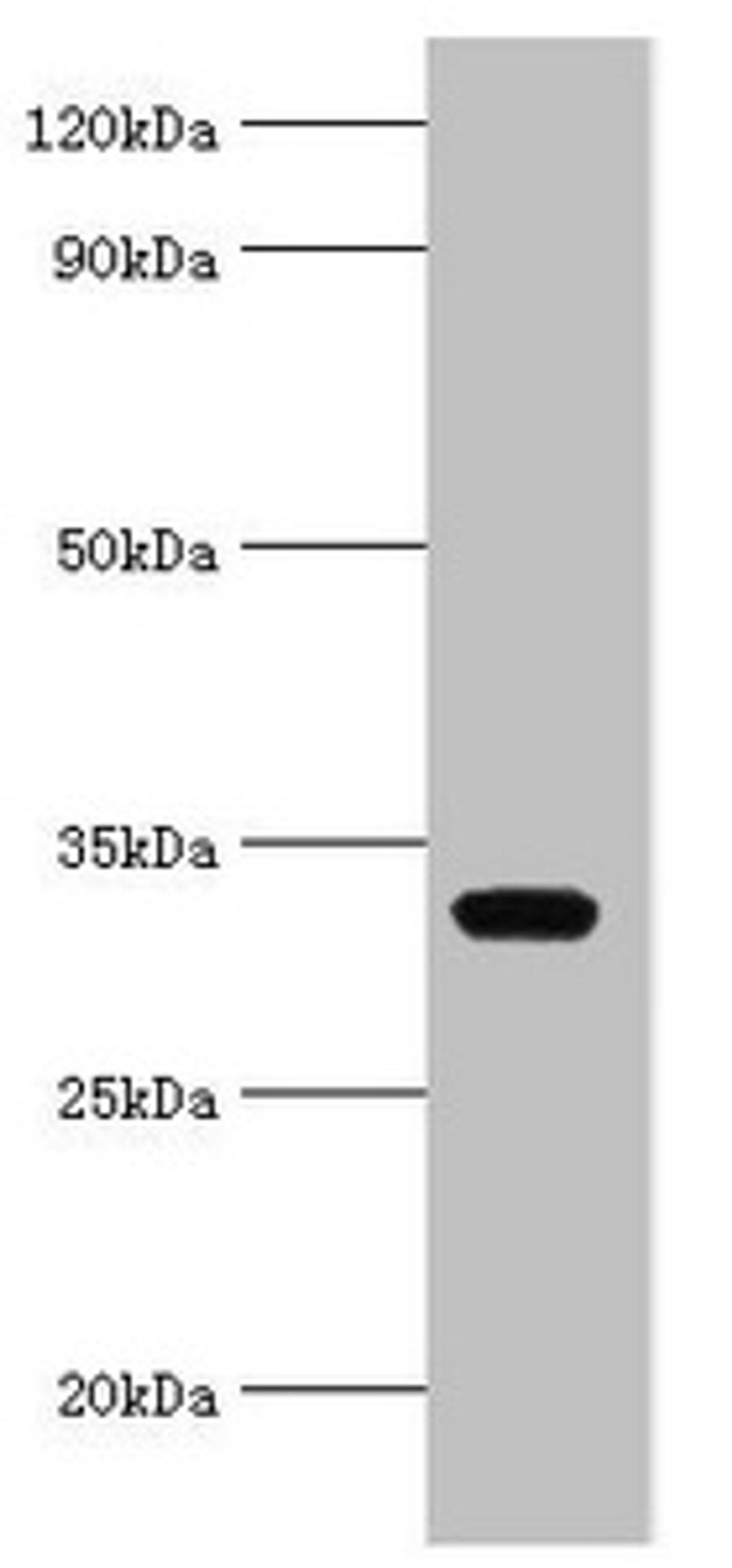 Western blot. All lanes: AGPAT1 antibody at 6µg/ml + K562 whole cell lysate. Secondary. Goat polyclonal to rabbit IgG at 1/10000 dilution. Predicted band size: 32 kDa. Observed band size: 32 kDa